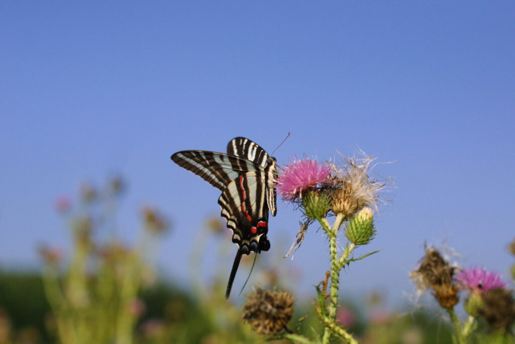 Бабочка-зебра с маховым хвостом пьет нектар из цветка чертополоха