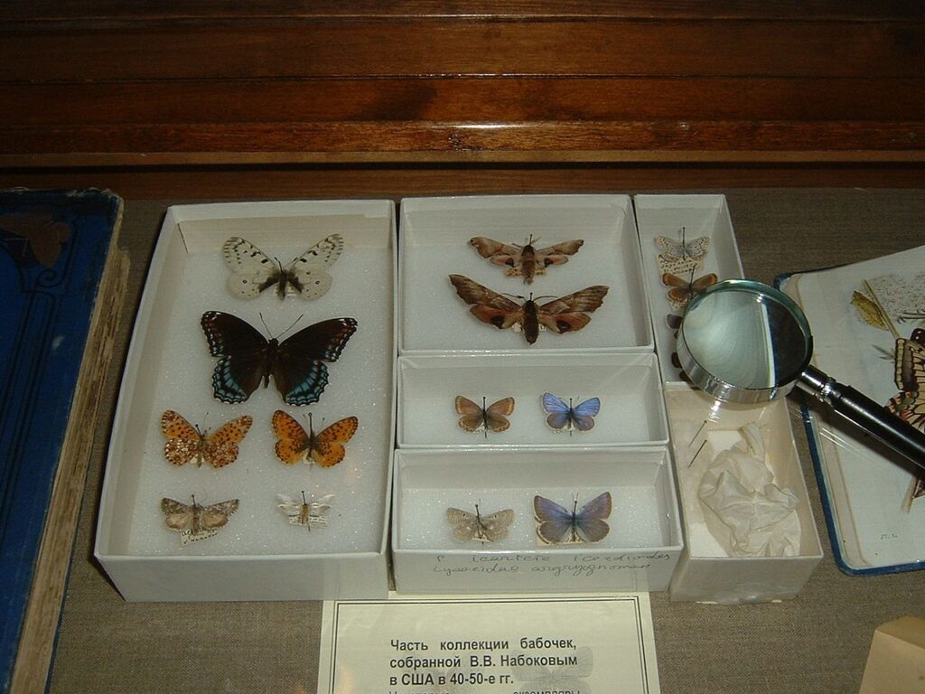 Несколько бабочек, собранных Набоковым в 1940—1950-х годах