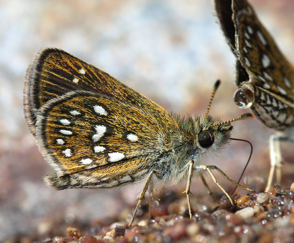 Шкиперлинги - бабочки подсемейства Heteropterinae