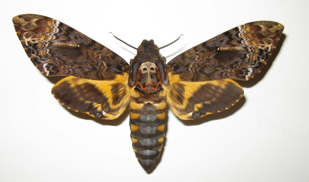 Acherontia lachesis (лат.) — крупная массивная бабочка с размахом крыльев до 13 см, из семейства бражников (Sphingidae).