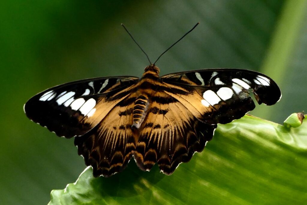 arthenos sylvia (лат.) — дневная бабочка из семейства Nymphalidae. Впервые была описана в 1776 году голландским энтомологом Питером Крамером.
