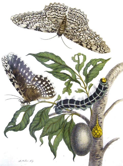 Гравюра Марии Сивиллы Мэриан на меди, раскрашенная вручную, иллюстрирующая полный метаморфоз насекомых на примере совки агриппины