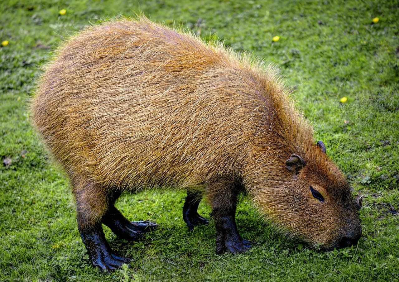 Capybara rock rust фото 99